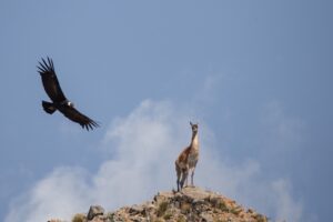 Cóndor y Guanaco by Martin Perez @cuyo.birding.e