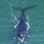 CUANDO EL MAR RESPIRA CERCA, BALLENAS EN LAS COSTAS BONAERENSES