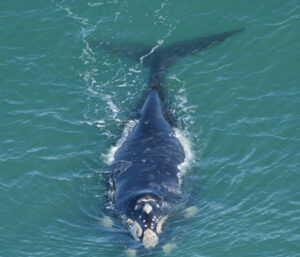 Miramar - ballenas - 4