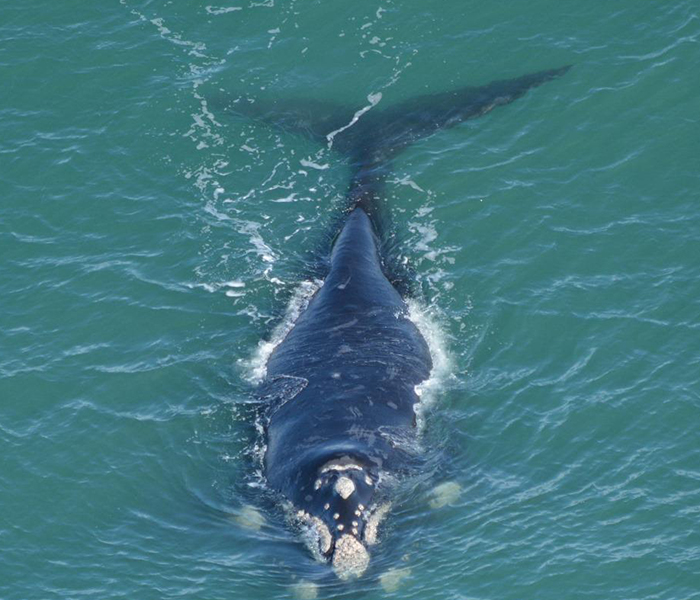 Miramar - ballenas - 4
